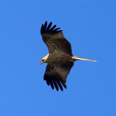 Haliastur sphenurus at Beerburrum, QLD - 18 May 2025 by jb2602