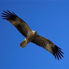 Haliastur sphenurus at Beerburrum, QLD - 18 May 2025 01:54 PM