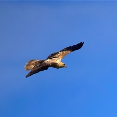 Haliastur sphenurus at Beerburrum, QLD - 18 May 2025 01:54 PM