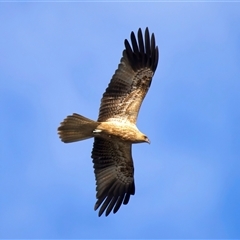 Haliastur sphenurus at Beerburrum, QLD - 18 May 2025 01:54 PM