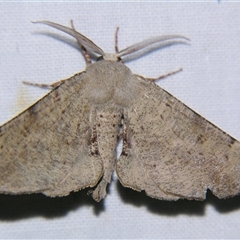Circopetes obtusata (Grey Twisted Moth) at Bolivia, NSW - 4 Nov 2009 by PJH123