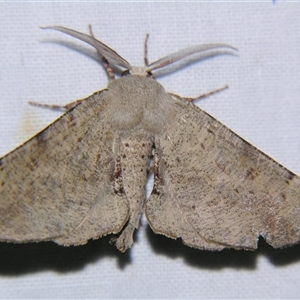 Circopetes obtusata at Bolivia, NSW - 4 Nov 2009 by PJH123