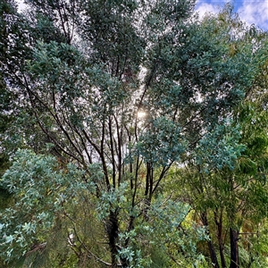 Eucalyptus sp. at Bairnsdale, VIC - Yesterday by Hejor1