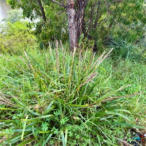Lomandra longifolia (Spiny-headed Mat-rush, Honey Reed) at Bairnsdale, VIC - Yesterday by Hejor1