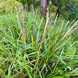 Lomandra longifolia at Bairnsdale, VIC - 10 Jun 2025 10:17 AM
