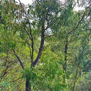 Acacia sp. at Bairnsdale, VIC - Yesterday by Hejor1