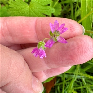 Geranium sp. at Bairnsdale, VIC - Yesterday by Hejor1