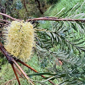 Banksia marginata (Silver Banksia) at Bairnsdale, VIC - Yesterday by Hejor1