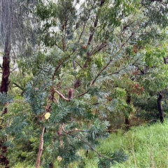 Banksia marginata at Bairnsdale, VIC - 10 Jun 2025 10:13 AM