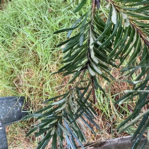 Banksia marginata at Bairnsdale, VIC - 10 Jun 2025 10:13 AM