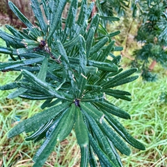 Banksia marginata at Bairnsdale, VIC - 10 Jun 2025 10:13 AM