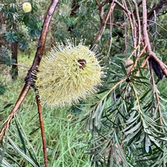 Banksia marginata at Bairnsdale, VIC - 10 Jun 2025 10:13 AM