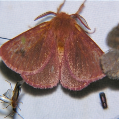 Anthela phoenicias (An Anthelid moth (Anthelinae) at Bolivia, NSW - 4 Nov 2009 by PJH123