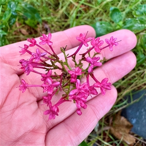 Centranthus ruber (Red Valerian, Kiss-me-quick, Jupiter's Beard) at Bairnsdale, VIC - Yesterday by Hejor1