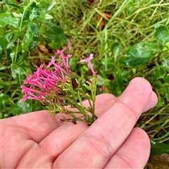 Centranthus ruber at Bairnsdale, VIC - 10 Jun 2025 10:11 AM