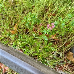 Centranthus ruber at Bairnsdale, VIC - 10 Jun 2025 10:11 AM