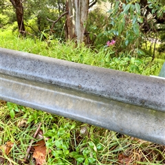 Centranthus ruber at Bairnsdale, VIC - 10 Jun 2025 10:11 AM