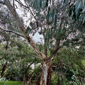 Eucalyptus sp. at Bairnsdale, VIC - Yesterday by Hejor1