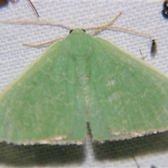 Cenochlora quieta (An Emereld moth Geometrinae) at Bolivia, NSW - 4 Nov 2009 by PJH123