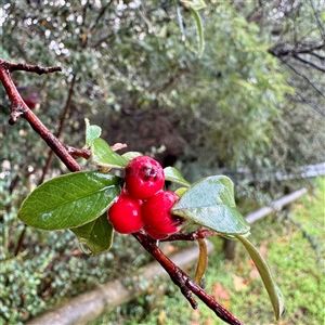 Cotoneaster sp. (Cotoneaster) at Bairnsdale, VIC - Yesterday by Hejor1