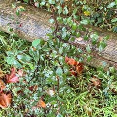 Cotoneaster (genus) at Bairnsdale, VIC - 10 Jun 2025 10:07 AM