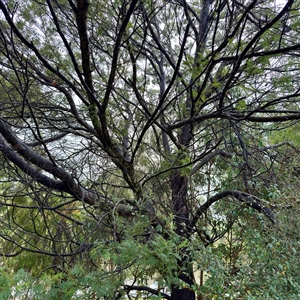 Acacia sp. at Bairnsdale, VIC - Yesterday by Hejor1