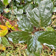 Rubus anglocandicans at Bairnsdale, VIC - 10 Jun 2025 10:04 AM