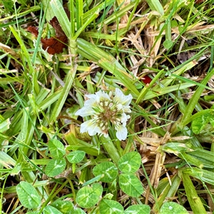 Trifolium repens (White Clover) at Bairnsdale, VIC - Yesterday by Hejor1
