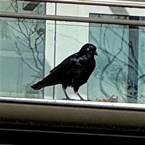 Corvus mellori at Bairnsdale, VIC - 10 Jun 2025 10:27 AM