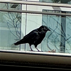 Corvus mellori at Bairnsdale, VIC - 10 Jun 2025 10:27 AM