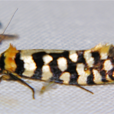 Moerarchis australasiella (A Tineid moth (Myrmecozelinae) at Bolivia, NSW - 4 Nov 2009 by PJH123