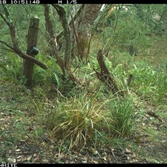 Wallabia bicolor (Swamp Wallaby) at Brogo, NSW - 18 Oct 2024 by ypmahelene