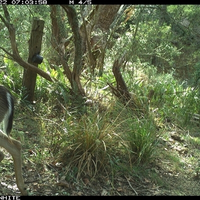 Dama dama (Fallow Deer) at Brogo, NSW - 22 Oct 2024 by ypmahelene