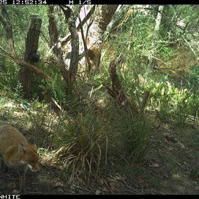 Vulpes vulpes (Red Fox) at Brogo, NSW - 25 Oct 2024 by ypmahelene