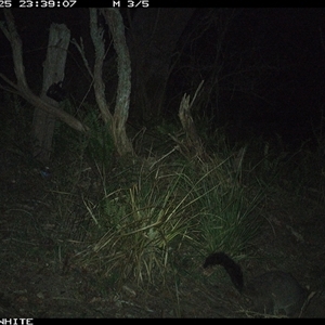 Trichosurus vulpecula (Common Brushtail Possum) at Brogo, NSW - 25 Oct 2024 by ypmahelene
