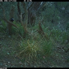 Cervus unicolor (Sambar Deer) at Brogo, NSW - 26 Oct 2024 by ypmahelene