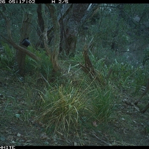 Cervus unicolor (Sambar Deer) at Brogo, NSW - 26 Oct 2024 by ypmahelene