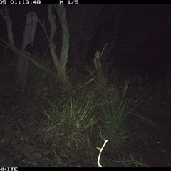 Perameles nasuta (Long-nosed Bandicoot) at Brogo, NSW - 5 Nov 2024 by ypmahelene