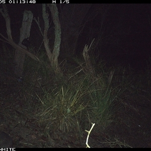Perameles nasuta (Long-nosed Bandicoot) at Brogo, NSW - 5 Nov 2024 by ypmahelene
