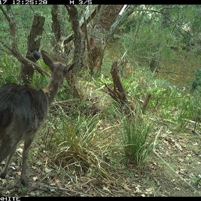 Rusa timoriensis at Brogo, NSW - 17 Nov 2024 by ypmahelene