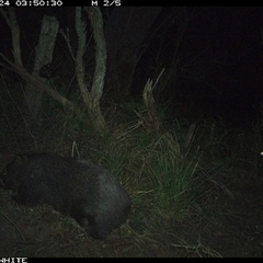 Vombatus ursinus (Common wombat, Bare-nosed Wombat) at Brogo, NSW - 24 Nov 2024 by ypmahelene