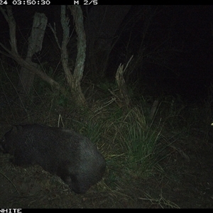 Vombatus ursinus (Bare-nosed Wombat) at Brogo, NSW - 24 Nov 2024 by ypmahelene