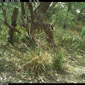 Dama dama at Brogo, NSW - 1 Nov 2024 by ypmahelene