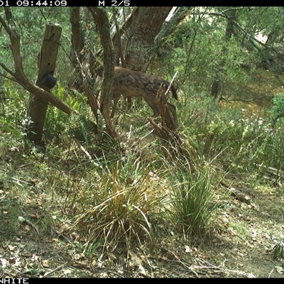 Dama dama at Brogo, NSW - 1 Nov 2024 by ypmahelene