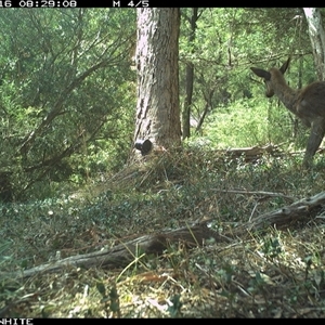 Cervus elaphus (Red Deer) at Brogo, NSW - 16 Oct 2024 by ypmahelene