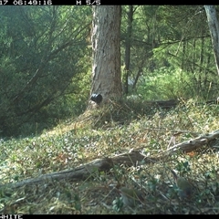 Neochmia temporalis at Brogo, NSW - 17 Oct 2024 06:49 AM