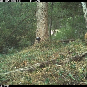 Vulpes vulpes (Red Fox) at Brogo, NSW - 18 Oct 2024 by ypmahelene