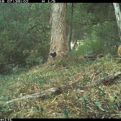 Vulpes vulpes (Red Fox) at Brogo, NSW - 18 Oct 2024 by ypmahelene