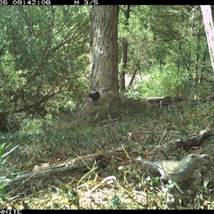 Colluricincla harmonica (Grey Shrikethrush) at Brogo, NSW - 26 Oct 2024 by ypmahelene