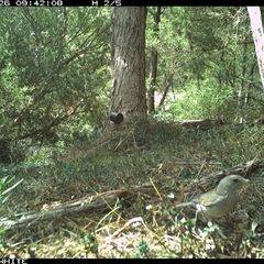 Colluricincla harmonica at Brogo, NSW - 26 Oct 2024 09:42 AM